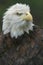 Bald Eagle Portrait