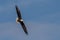 Bald Eagle Portrait