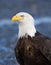 Bald Eagle Portrait , Alaska