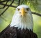 Bald Eagle Portrait - Eyes Looking Forward (Closeup Detail)