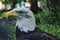 Bald eagle in portrait. The heraldic animal of the USA. Majestic bird of prey