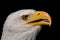 Bald eagle portrait strong yellow beak and impressive intelligent eyes