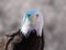 A Bald Eagle Poses for the Camera