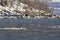 Bald Eagle Preparing for Takeoff on Iceberg in River