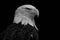 Bald eagle profile isolated on black