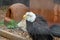 Bald Eagle at Reptile Garden Tortuga Falls Rapid City South Dakota