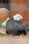 Bald Eagle at Reptile Garden Tortuga Falls Rapid City South Dakota thru Glass