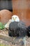 Bald Eagle at Reptile Garden Tortuga Falls Rapid City South Dakota thru Glass