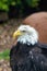 Bald Eagle at Reptile Garden Tortuga Falls Rapid City South Dakota thru Glass