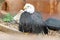 Bald Eagle at Reptile Garden Tortuga Falls Rapid City South Dakota thru Glass