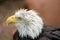 Bald Eagle at Reptile Garden Tortuga Falls Rapid City South Dakota thru Glass