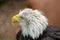 Bald Eagle at Reptile Garden Tortuga Falls Rapid City South Dakota thru Glass