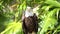 Bald eagle resting on a branch