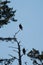 Bald eagle resting on a branch