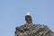 Bald Eagle on a Rocky Island