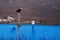 Bald Eagle Sand Point Alaska