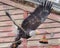 Bald eagle, scientific name Haliaeetus leucocephalus , departing