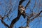 Bald eagle scratching his head, Juvenile phase