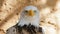Bald Eagle screaming close-up