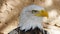 Bald Eagle screaming close-up