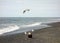 A bald eagle and seagulls in search of food as seen at low tide in alaska