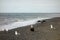 A bald eagle and seagulls in search of food as seen at low tide in alaska