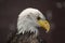 Bald Eagle with sharp beak