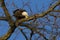 Bald Eagle Sharpening Beak on Winter Tree Branch