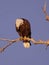 Bald Eagle Showing Splendid Crown