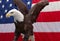 Bald Eagle sitting with the American Flag 6