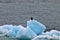 Bald Eagle sitting on floating piece of glacier ice in Glacier Bay National Park Alaska