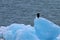 Bald Eagle sitting on floating piece of glacier ice in Glacier Bay National Park Alaska
