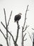 Bald Eagle sitting on lakeside winter tree branches