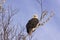 Bald Eagle sitting pretty