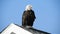 A  Bald Eagle Sitting on a Roof