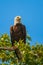 Bald Eagle sitting on a tree branch.Blackwater National wildlife refuge.Maryland.USA