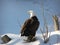 Bald eagle on snow