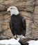 Bald Eagle on Snow Covered Perch