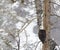 Bald eagle snow storm