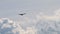 Bald eagle soaring against clouds