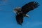 Bald eagle soaring in flight eagles flying