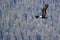 Bald Eagle Soaring High in the Mountains