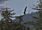 Bald eagle soaring over trees in Juneau Alaska