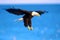 Bald Eagle soaring over water