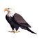 Bald eagle soaring, symbol of freedom, in nature majestic embrace