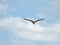 Bald Eagle Soars Through Sunny Blue Sky with Some Clouds