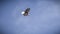 A bald eagle soars under blue skies over the Roanoke River on the Salem Greenway .