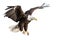 a bald eagle spreading wings on white background. Birds. Wildlife Animals. Illustration, Generative AI