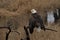 Bald eagle spreads wings to dry