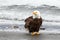 Bald eagle standing on beach in coastal Alaska USA
